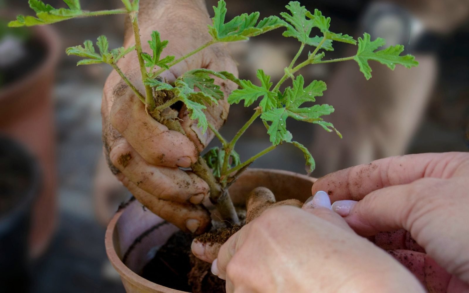 How to Repot a Houseplant Without Harming It
